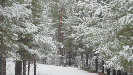Die-Ruhige-Winterlandschaft-Zeigt-Die-Stille-Schönheit-Eines-Schneebedeckten-Waldweges