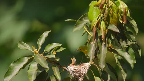 Ein-Babyb-Gemeiner-Iora--Oder-Aegithia-Tiphia-Vogel-Ist-Im-Nest-Und-Wartet-Auf-Die-Ankunft-Seiner-Mutter,-Die-Dann-Ankommt-Und-Nahrung-Mitbringt