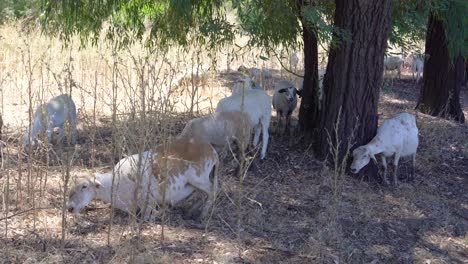 Sheep-and-Goats-used-for-fire-vegetation-management