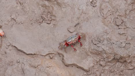 A-small-red-crab-walking-across-a-muddy-surface-during-the-day,-close-up