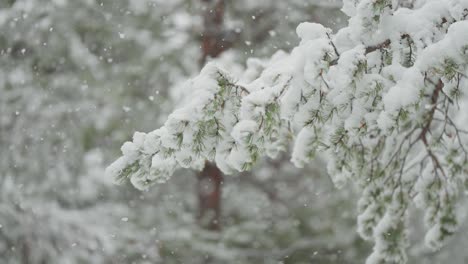 Leichte-Schneeflocken-Bedecken-Langsam-Die-Zweige-Einer-Kiefer-Während-Des-Ersten-Schneefalls