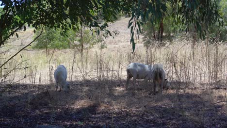 Sheep-and-Goats-used-for-fire-vegetation-management