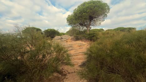 Walking-through-the-natural-environment-near-the-Spanish-coast-during-daytime,-featuring-dry-area-vegetation,-trees,-and-small-sediment-stones,-reflecting-beauty-and-diversity-of-coastal-landscapes
