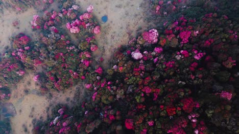 Vista-Aérea-Del-Bosque-En-Flor-En-Tinjure,-Nepal.