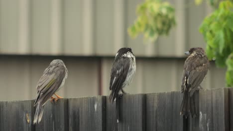 Adult-And-Juvenile-Butcherbirds-And-Noisy-Miner-Bird-Perched-On-Fence-Wet-Raining-Australia-Gippsland-Victoria-Maffra