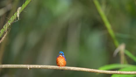 a-cute-little-bird-with-orange-chest-feathers-named-Blue-eared-kingfisher-is-waiting-for-its-target-fish