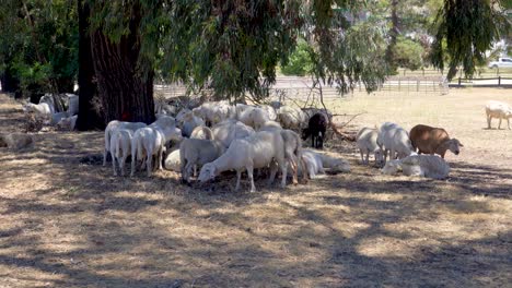 Sheep-and-Goats-used-for-fire-vegetation-management
