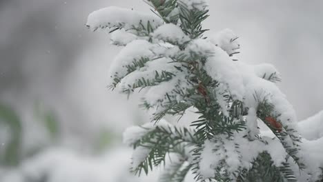 Eine-Nahaufnahme-Von-Leichtem-Schnee,-Der-Auf-Die-Zweige-Der-Kiefer-Fällt-Und-Die-Komplizierten-Details-Vor-Der-Winterlichen-Kulisse-Zeigt