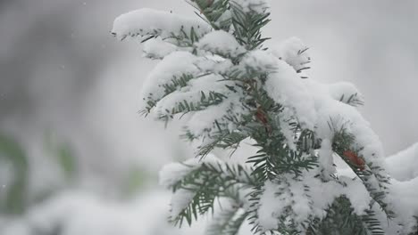 A-closeup-shot-of-light-snow-falling-on-the-pine-tree-branches,-showcasing-the-intricate-details-against-the-wintry-backdrop