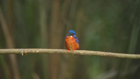 Ein-Blauohr-Eisvogel-Sitzt-Entspannt-Auf-Einem-Ast-Und-Beobachtet-Seine-Fischbeute-Im-Wasser-Darunter