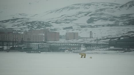 A-mother-Polar-Bear-and-her-Cub-meander-across-an-icy-landscape-in-Svalbard