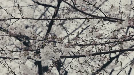 Ramas-Florecientes-Del-árbol-De-Sakura-Con-Gotas-De-Lluvia-En-Un-Día-Lluvioso-De-Primavera-En-Tokio,-Japón