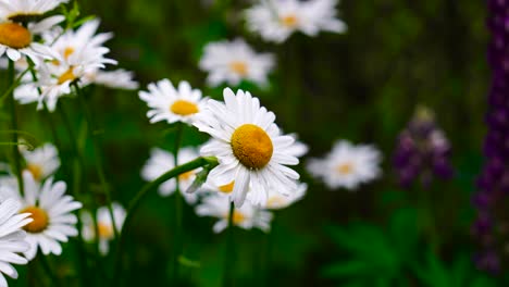 Countryside-meadow-with-blooming-common-daisy-flowers,-Czech-Republic