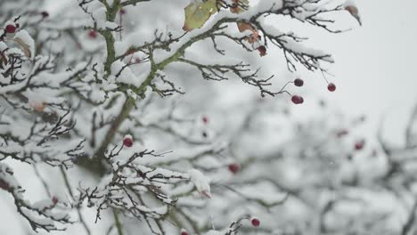 A-close-up-parallax-shot-of-light-first-snow-falling-on-leafless-rowan-tree-branches-adorned-with-red-berries