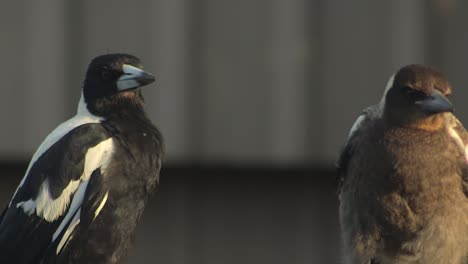 Australian-Magpie-Adult-And-Juvenile-Australia-Gippsland-Victoria-Maffra-Close-Up