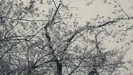 Looking-Up-At-Cherry-Tree-With-White-Flowers-In-Bloom-During-Spring-In-Tokyo,-Japan