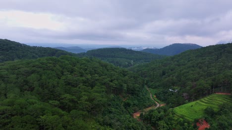 Un-Dron-Vuela-A-Través-De-Una-Densa-Jungla-De-Pinos,-Capturando-Impresionantes-Vistas-Aéreas-Del-Bosque-Sereno-Y-Exuberante