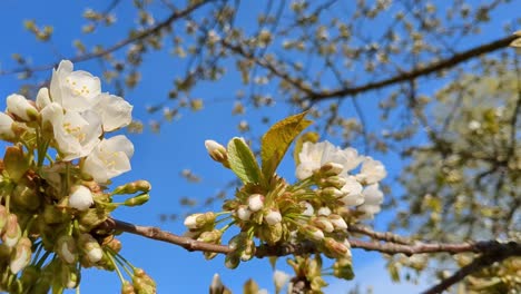 Beautiful-white-flower-blossoms-and-buds-in-apple-tree-against-blue-sky-in-spring,-close-up