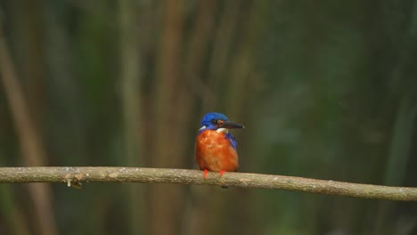 a-Blue-eared-kingfisher-bird-sitting-relaxed-on-a-branch