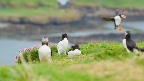 Razorbill-couple-and-Puffins-around,-one-landing-on-ground