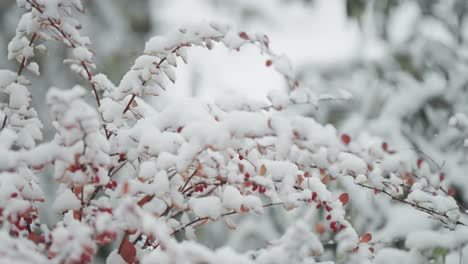 Rote-Beeren-Und-Blätter-Auf-Schlanken-Zweigen-Sind-Zart-Mit-Dem-Ersten-Schnee-Bestäubt,-Aufgenommen-In-Einer-Nahaufnahme-Mit-Parallaxe