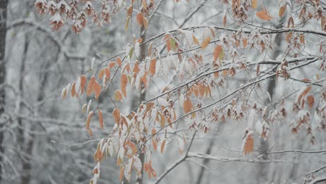 Slender-branches-with-dry,-withered-yellow-leaves-are-covered-by-the-first-snow