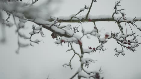 Red-berries-on-a-rowan-tree’s-leafless-branches-are-lightly-dusted-with-the-first-snow,-seen-in-a-close-up-parallax-shot