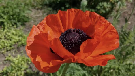 Single-red-poppy-flower-in-full-bloom-in-garden-in-spring,-close-up,-symbol-of-Remembrance-Day