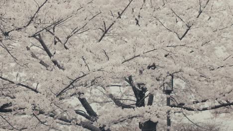 Pétalos-Blancos-Volando-De-Las-Flores-De-Cerezo-Durante-La-Primavera-En-Osaka,-Japón.