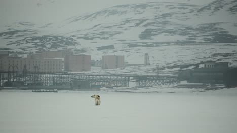A-mother-Polar-Bear-and-her-Cub-move-across-an-icy-landscape-in-Svalbard-with-the-remains-of-old-Soviet-mining-buildings-in-the-background