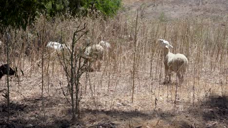 Sheep-and-Goats-used-for-fire-vegetation-management