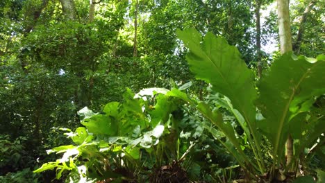 Tropical-dense-forest-in-Colombia-national-park,-green-Amazon-region