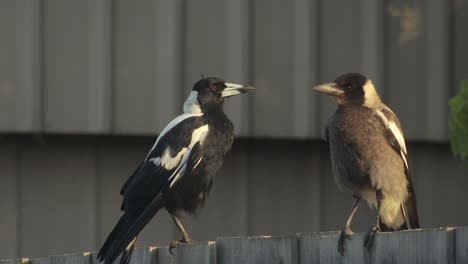 Australian-Magpie-Juvenile-and-Adult-Perched-On-Fence-Australia-Gippsland-Victoria-Maffra-Golden-Hour-Sunset