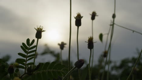 Silhouette-Blumenfeld-Knospen-Gegen-Unschärfe-Sonnenaufgang-Horizont