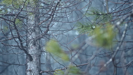 Close-up-of-pine-tree-branches-with-fresh-green-needles-and-morning-dew-in-a-misty-forest