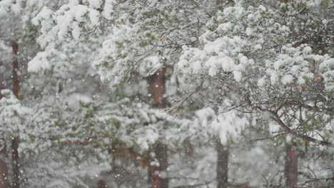 Delicados-Y-Tenues-Copos-De-Nieve-Cubren-Suavemente-Las-Ramas-De-Un-Pino,-Creando-Una-Escena-Invernal-Serena-Y-Tranquila.