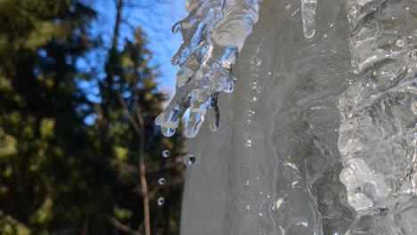 Water-drops-dropping-one-by-one-from-melting-ice-in-forest,-close-up