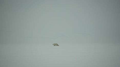 A-mother-Polar-Bear-and-her-Cub-move-across-a-blank-icy-landscape-in-Svalbard