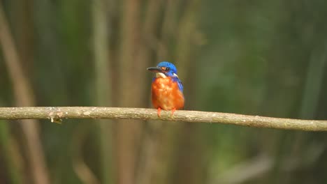 the-beautiful-bird-is-called-the-Blue-eared-kingfisher-and-usually-moves-quickly