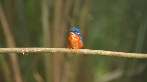 El-Hermoso-Pájaro-Se-Llama-Martín-Pescador-De-Orejas-Azules-Y-Generalmente-Se-Mueve-Rápidamente