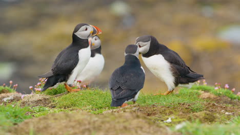 Close-up-of-four-Puffins-on-ground,-one-shaking-its-head,-Scotland