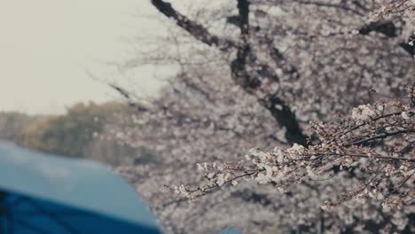 Blue-Umbrella-Passing-By-Sakura-Tree-In-Bloom-On-Rainy-Day-In-Tokyo,-Japan