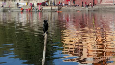 Cormorán-Negro-Encaramado-Sentado-A-La-Orilla-Del-Río-Por-La-Mañana-Desde-Un-ángulo-Plano