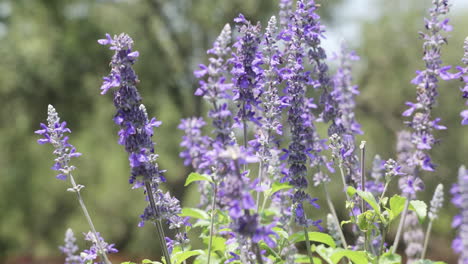 Close-up-of-blue-sage-flowers-blowing-in-the-breeze-with-insects-fluttering-around-them