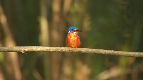 the-beautiful-Blue-eared-kingfisher-bird-in-the-unstable-sunlight,-sometimes-bright-and-sometimes-dim