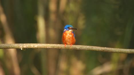 El-Hermoso-Pájaro-Martín-Pescador-De-Orejas-Azules-Bajo-La-Inestable-Luz-Del-Sol,-A-Veces-Brillante-Y-A-Veces-Tenue