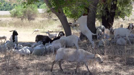 Sheep-and-Goats-used-for-fire-vegetation-management