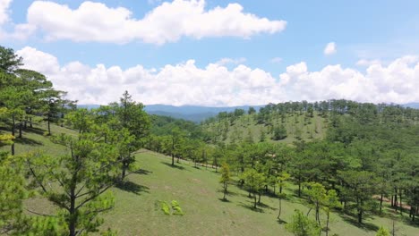 A-drone-flies-through-a-dense-pine-jungle,-capturing-stunning-aerial-views-of-the-serene-and-lush-forest