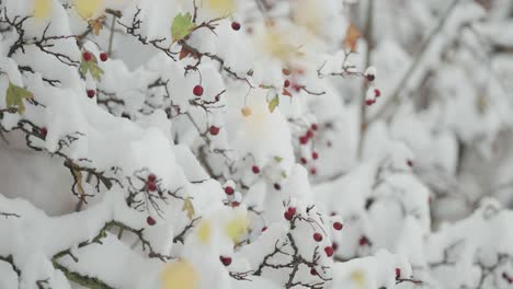 Withered-autumn-leaves-and-colorful-red-berries-on-rowan-tree-branches-are-lightly-dusted-with-the-first-snow,-seen-in-a-close-up-parallax-shot