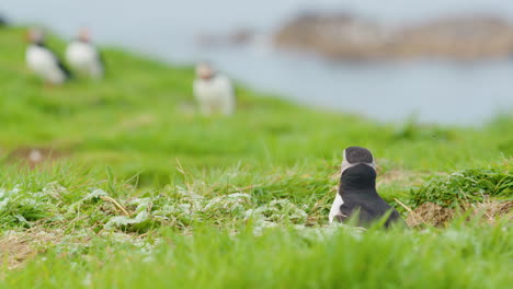 Puffin-coming-out-of-hole-with-material-to-make-its-nest,-Scotland
